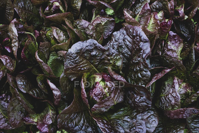 Высокий угол закрытия фиолетового листа салата. — стоковое фото