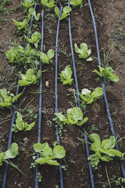 Високий кут крупним планом ряди салату, що ростуть в полі . — стокове фото