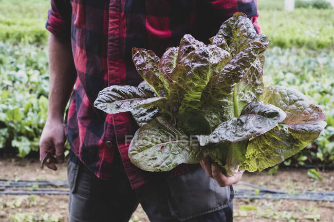 Großaufnahme eines Bauern, der auf einem Feld steht und frisch gepflückten violetten Blattsalat in der Hand hält. — Stockfoto