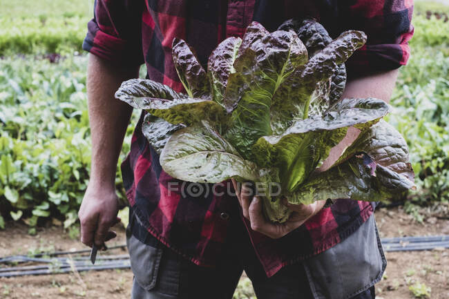 Close up de agricultor em pé no campo, segurando alface de folha roxa recém-colhida. — Fotografia de Stock