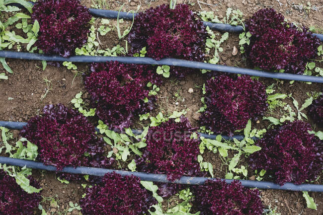 High angle close up of rows of red leaf lettuce in a field. — Stock Photo