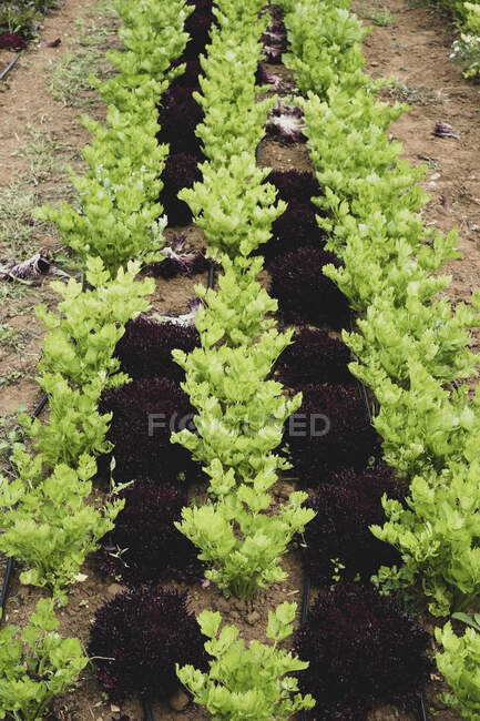 High angle close up of rows of celery in a field. — Stock Photo