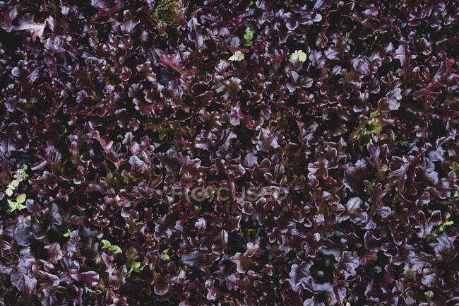 Alto angolo di primo piano di verdi collard viola. — Foto stock