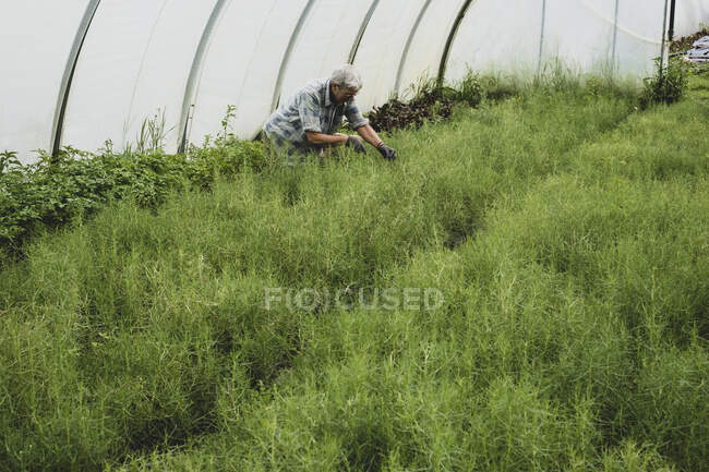 Femme agenouillée dans un tunnel en poly, récoltant des herbes fraîches. — Photo de stock
