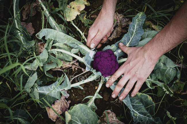 Großaufnahme eines Bauern, der lila Brokkoli erntet. — Stockfoto