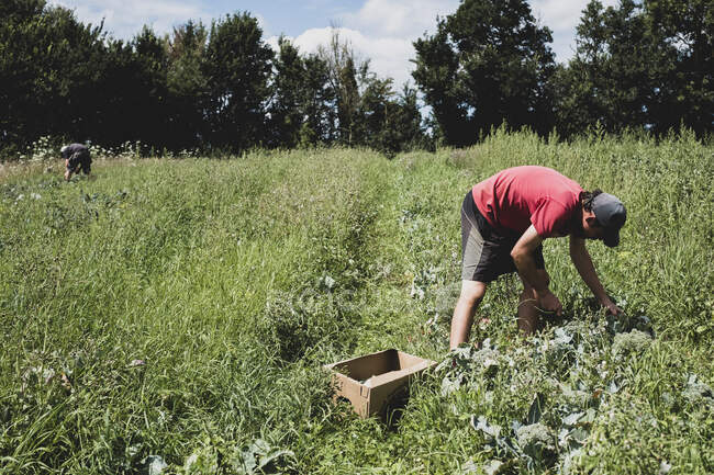 Homme debout dans un champ, récoltant des légumes. — Photo de stock