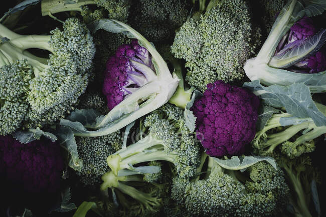 High angle close up of freshly picked green and purple broccoli. — Stock Photo