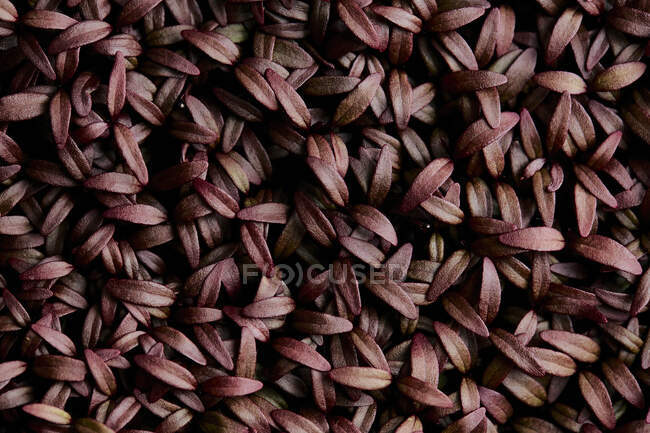 Close-up de mudas microverdes Amaranth Aztec firmemente embalados tiro de cima — Fotografia de Stock