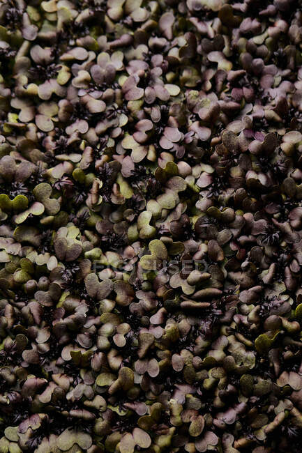 Close up of tightly packed mustard microgreen seedlings shot from above — Stock Photo