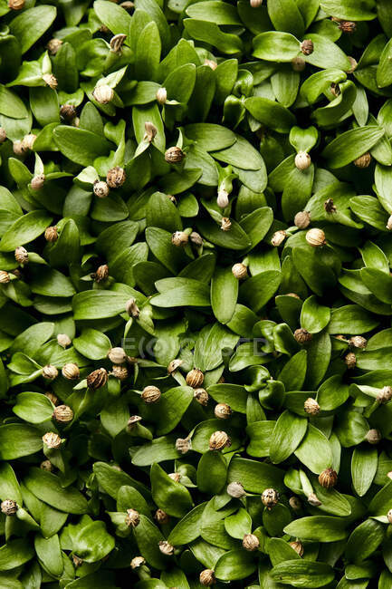 Nahaufnahme von dicht gepackten mikrogrünen Koriander-Sämlingen, die von oben geschossen werden — Stockfoto