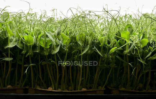 Seitenansicht dicht gepackter Erbsensetzlinge, die in einem städtischen Bauernhof wachsen — Stockfoto