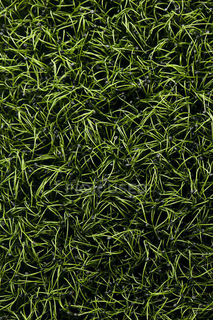 Nahaufnahme von dicht gepackten mikrogrünen Knoblauch-Schnittlauch-Sämlingen, die von oben geschossen werden — Stockfoto