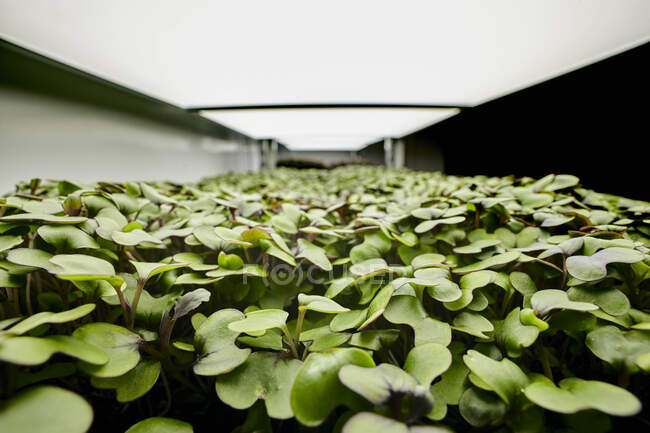 Primer plano de las plántulas microverdes fuertemente empaquetadas en la granja urbana - foto de stock