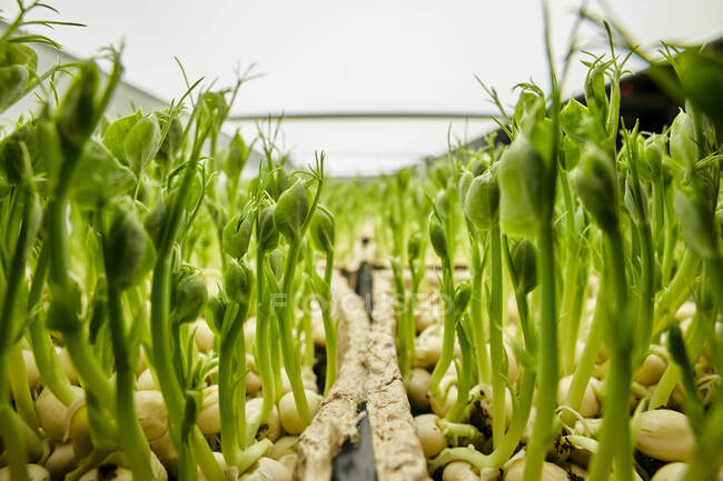 Крупный план плотно упакованных гороховых саженцев, растущих на городской ферме — стоковое фото