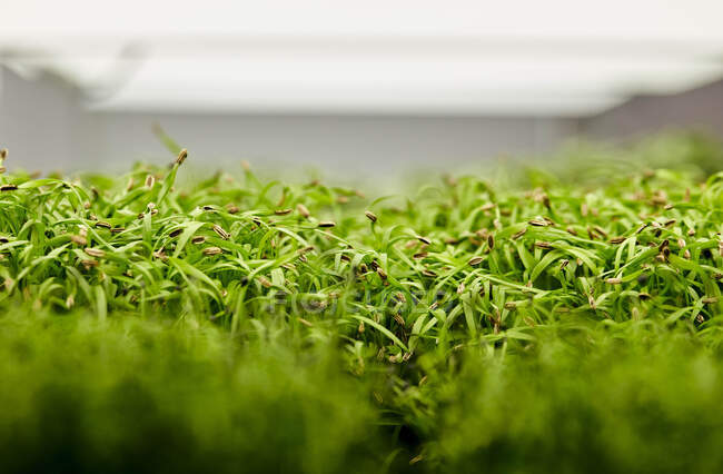Primer plano de las plántulas de cilantro fuertemente embaladas que crecen en la granja urbana - foto de stock