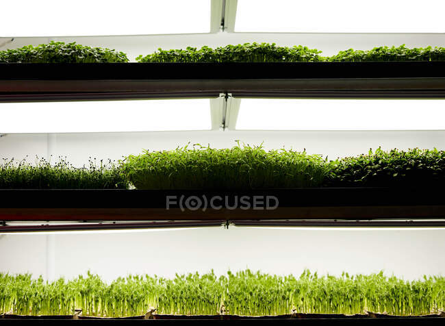 Bandejas de plántulas microverdes que crecen en la granja urbana - foto de stock
