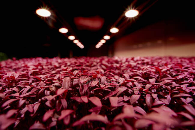 Close up of tightly packed Amaranth Aztec microgreen seedlings growing in urban farm — Stock Photo