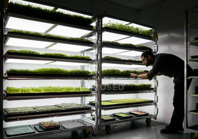 Homme tendant plateaux de plantules microvertes croissant dans les fermes urbaines — Photo de stock