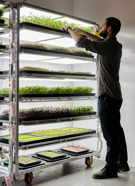 Uomo che lavora con vassoi di piantine microverdi che crescono in azienda agricola urbana — Foto stock