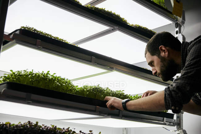 Mann pflegt Tabletts mit mikrogrünen Sämlingen, die in einem städtischen Bauernhof wachsen — Stockfoto