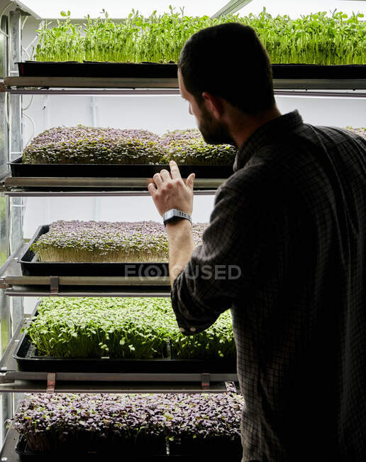 Tabletts mit mikrogrünen Sämlingen wachsen in städtischen Bauernhöfen — Stockfoto