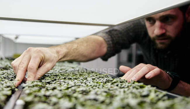 Hombre cuidando bandejas de microgreens en finca urbana - foto de stock