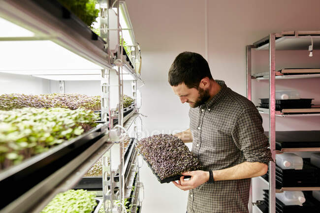 Man tending trays of microgreens in urban farm — Stock Photo