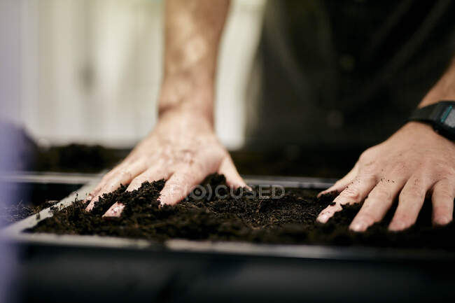 Mãos masculinas preparando bandeja de cama de semente com composto — Fotografia de Stock