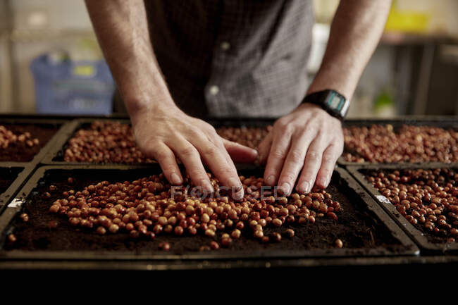 Чоловічі руки влаштовують насіння гороху в насіннєвому лотку в міській фермі — стокове фото