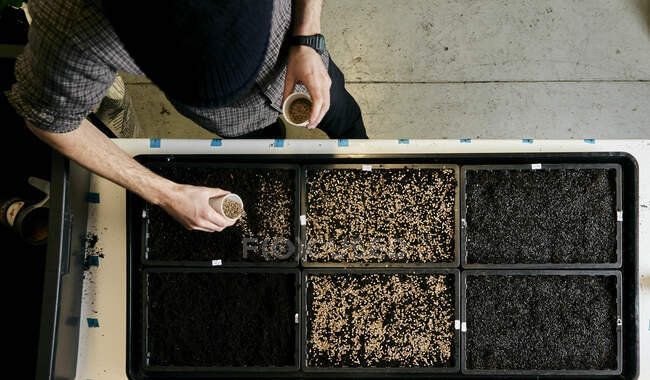 Person sowing seeds in shallow seed trays, view from above — Stock Photo