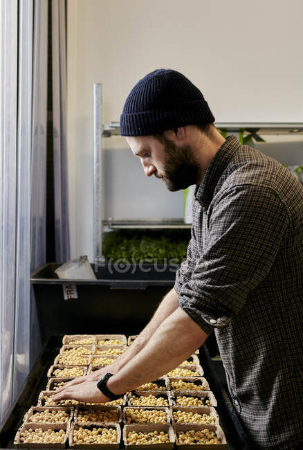 Homem que cuida de bandejas de sementes de ervilha na fazenda urbana — Fotografia de Stock