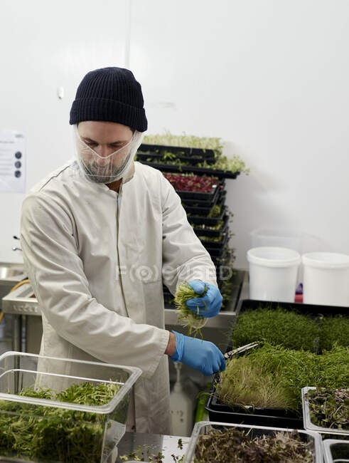 Homme récoltant des microgreens dans une ferme urbaine — Photo de stock