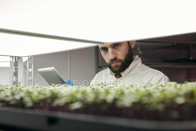 Людина користується планшетом, щоб перевіряти мікрогрін у міській фермі. — стокове фото
