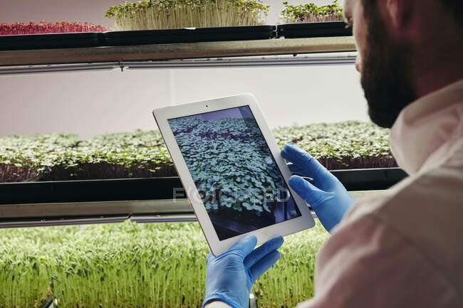 Hombre usando tableta para comprobar el crecimiento de microgreens en granja urbana - foto de stock