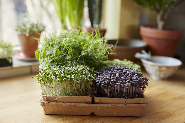 Microgreens growing in tray on wooden surface at home — Stock Photo