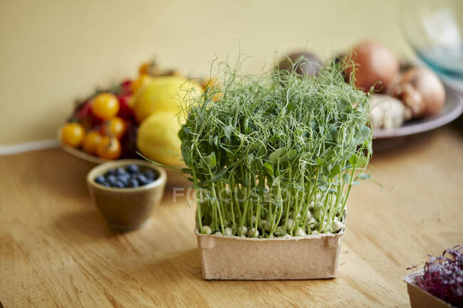 Microgreens growing at home, close-up view — Stock Photo