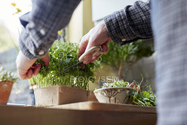 Colheita de microgreens usando tesoura em casa para salada — Fotografia de Stock