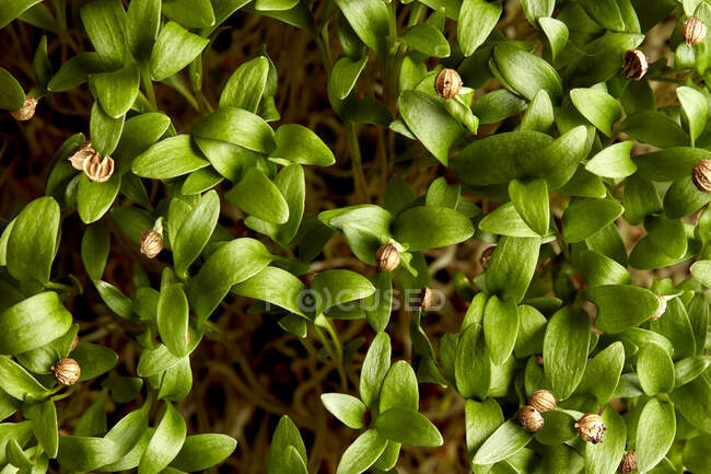 Primer plano de microgreens de semillas de cilantro germinantes - foto de stock