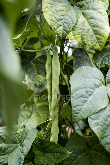 Close up of green green bean vine. — Fotografia de Stock