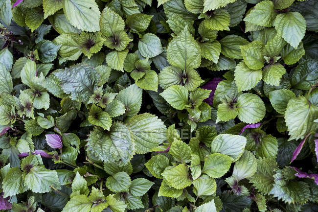 High angle close up of green and purple mint. — Stock Photo