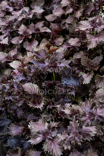 High angle close up of purple mint. — Fotografia de Stock