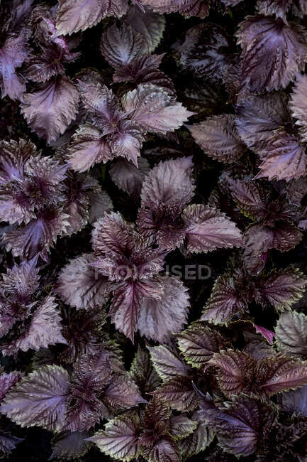 High angle close up of purple mint. — Stock Photo