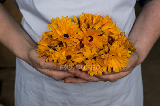 Close up of person holding bunch of edible orange Calendulas. — Fotografia de Stock