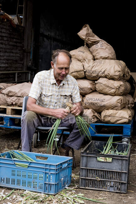 Bauer sitzt vor einer Scheune und packt frisch gepflückte Frühlingszwiebeln in Plastikkisten. — Stockfoto