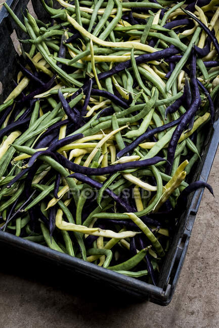 High angle close up of freshly picked green, yellow and purple beans. — Foto stock