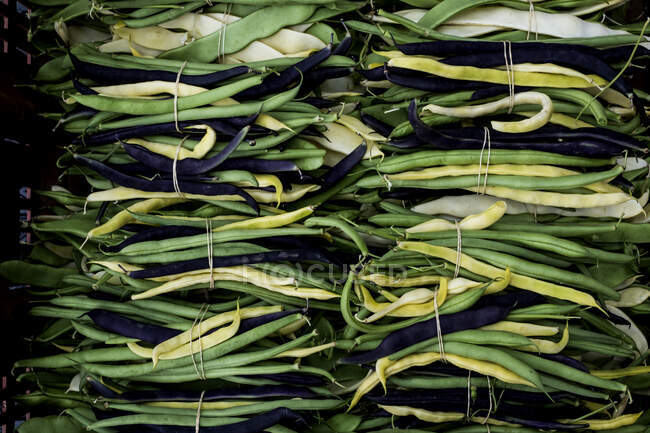 Hohe Nahaufnahme frisch gepflückter grüner, gelber und lila Bohnen. — Stockfoto