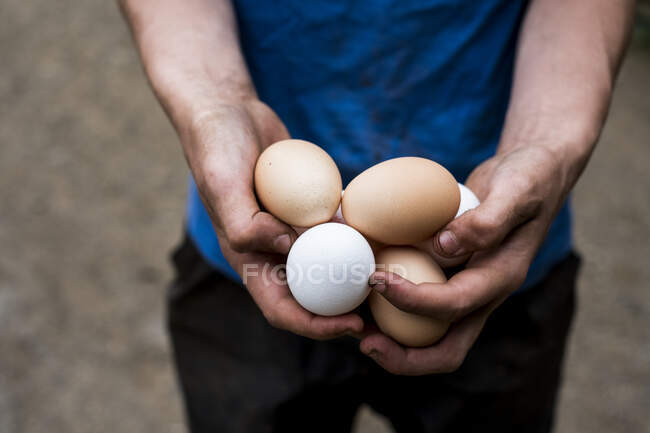 Close up of person holding brown and white eggs. — Fotografia de Stock