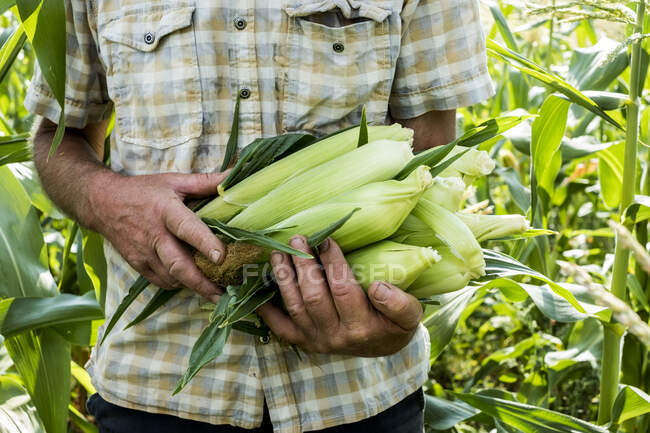 Крупним планом фермер стоїть на полі, тримаючи свіжовибраний солодкий кукурудза . — стокове фото