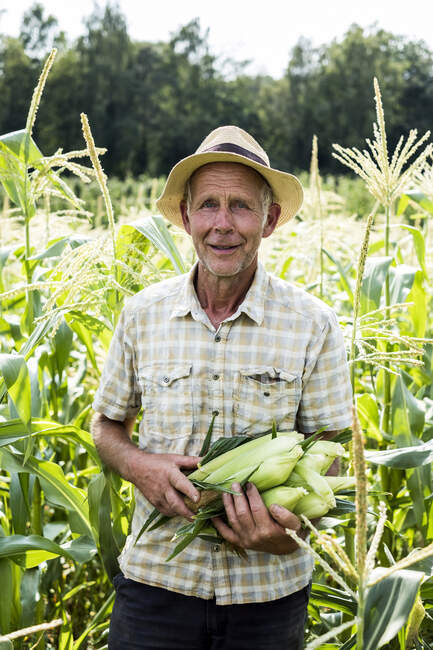 Bauer steht auf einem Feld und hält frisch gepflückten Mais. — Stockfoto