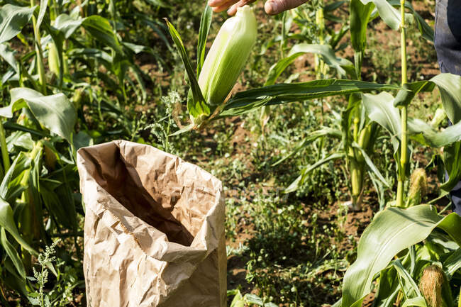 Cerrar op de agricultor de pie en un campo, recogiendo maíz dulce, colocándolo en una bolsa de papel. - foto de stock